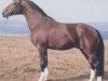 stallion Abgott (Hanoverian, 1975, from Absatz)