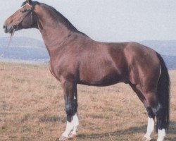 stallion Abgott (Hanoverian, 1975, from Absatz)