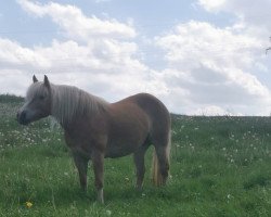 Pferd Wicky (Haflinger, 2010, von Westwind)