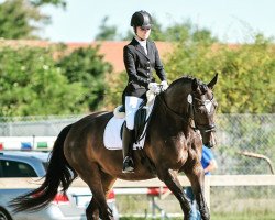 dressage horse Don‘t Worry 45 (Hanoverian, 2013, from Dressage Royal)