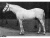 stallion Rumian 1936 AA (Anglo-Arabs, 1936, from Rittersporn xx)