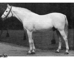 stallion Rumian 1936 AA (Anglo-Arabs, 1936, from Rittersporn xx)