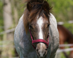 Springpferd Diamond in the Sky (Deutsches Reitpony, 2021, von Del Piero 25)