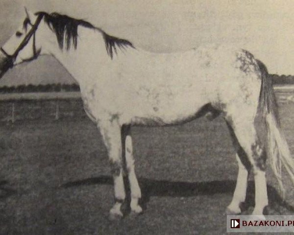stallion Ront 1958 (Great Poland (wielkopolska), 1957, from Rumian 1936 AA)