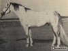 stallion Ront 1958 (Great Poland (wielkopolska), 1957, from Rumian 1936 AA)