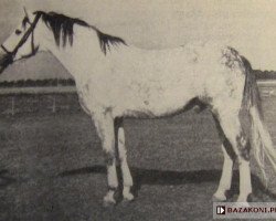 stallion Ront 1958 (Great Poland (wielkopolska), 1957, from Rumian 1936 AA)