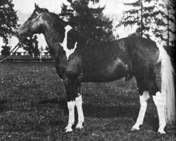 horse Markiz 1971 (Polish Warmblood, 1971, from Ront 1958)