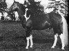 horse Markiz 1971 (Polish Warmblood, 1971, from Ront 1958)