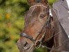 dressage horse Sinthoras (Rhinelander, 2002, from Sunny-Boy)