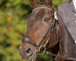 dressage horse Sinthoras (Rhinelander, 2002, from Sunny-Boy)