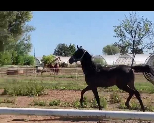 dressage horse Killy Boy (Oldenburg, 2019, from Killy)