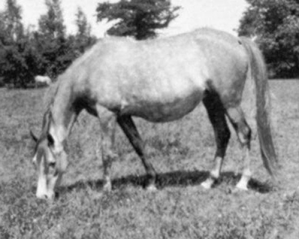 Zuchtstute Nasifa 1924 ox (Vollblutaraber, 1924, von Skowronek 1909 ox)
