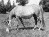 broodmare Nasifa 1924 ox (Arabian thoroughbred, 1924, from Skowronek 1909 ox)