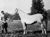 broodmare Neraida 1928 ox (Arabian thoroughbred, 1928, from Nureddin II 1911 ox)
