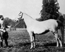 broodmare Neraida 1928 ox (Arabian thoroughbred, 1928, from Nureddin II 1911 ox)