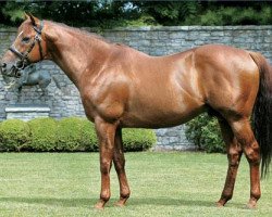 stallion Thunder Gulch xx (Thoroughbred, 1992, from Gulch xx)