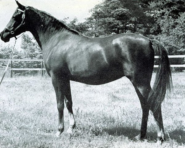 broodmare Tehoura 1946 ox (Arabian thoroughbred, 1946, from Radi 1925 ox)