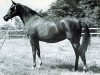 broodmare Tehoura 1946 ox (Arabian thoroughbred, 1946, from Radi 1925 ox)