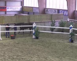 dressage horse Joli Coeur 13 (Rhinelander, 2009, from Jazz Rubin)