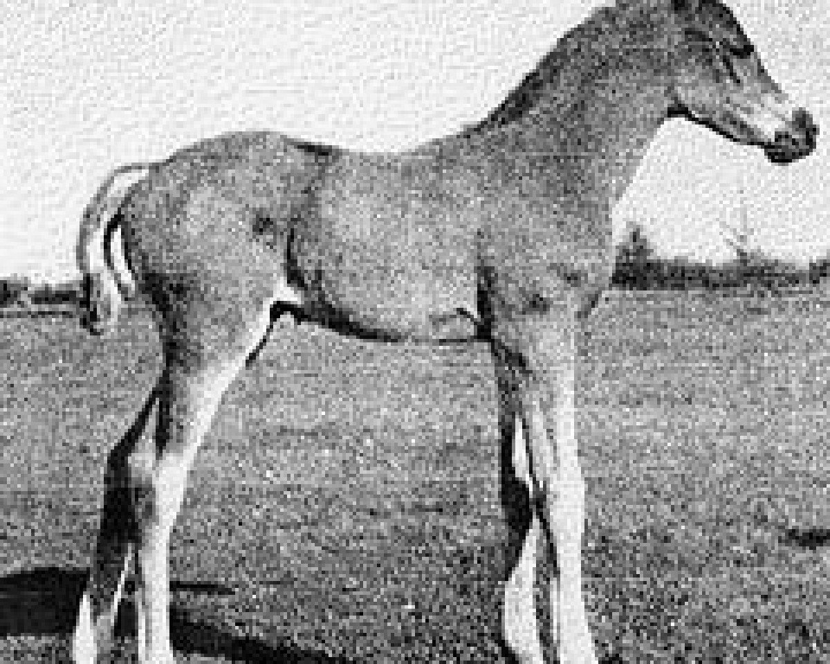 broodmare Bashida 1952 ox (Arabian purebred, 1952, from General Grant 1945 ox)