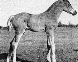 broodmare Bashida 1952 ox (Arabian thoroughbred, 1952, from General Grant 1945 ox)