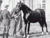 stallion Naufal 1916 ox (Arabian thoroughbred,  , from Sotamm 1910 ox)