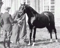 stallion Naufal 1916 ox (Arabian thoroughbred,  , from Sotamm 1910 ox)