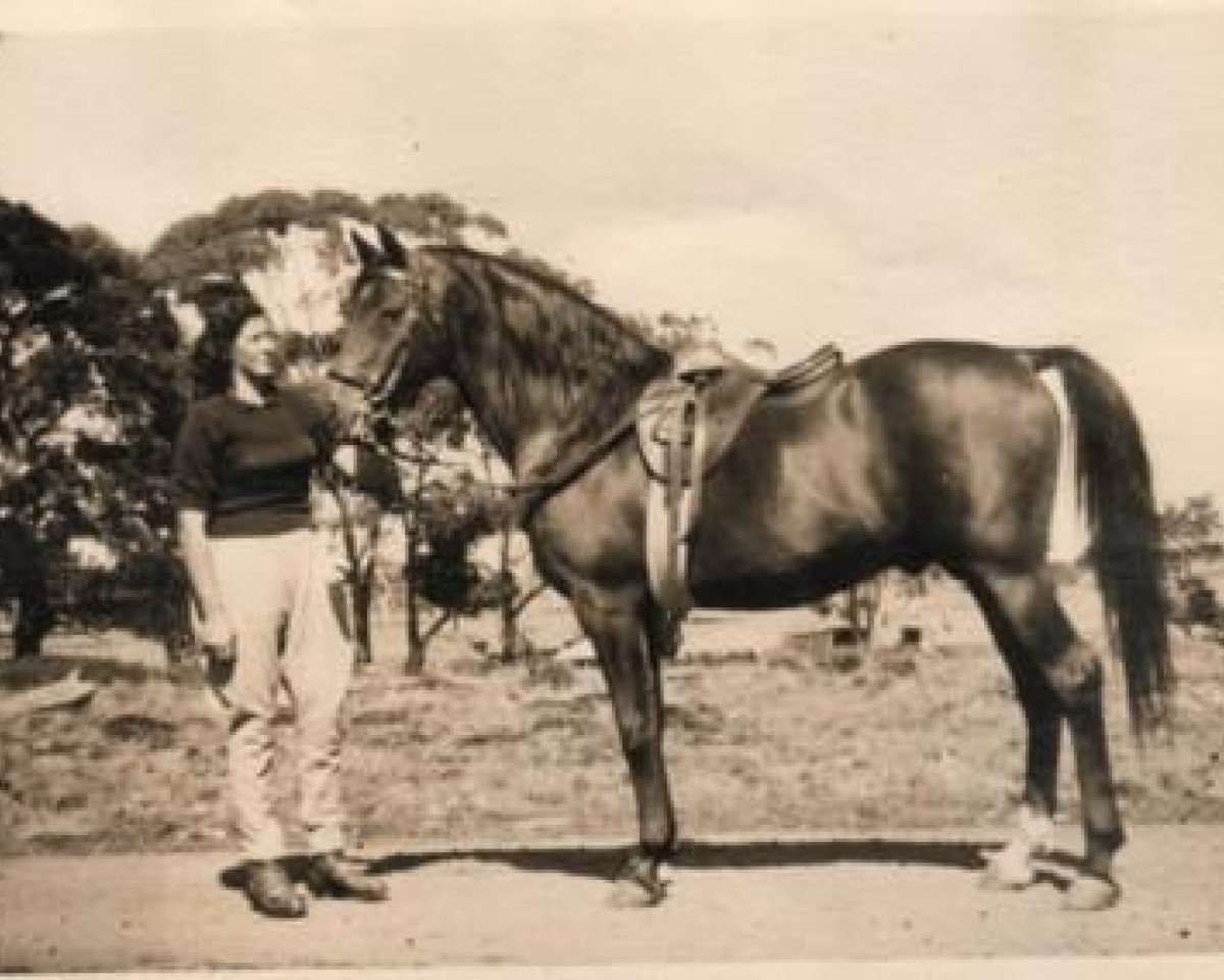 stallion Riffal 1936 ox (Arabian purebred, 1936, from Naufal 1916 ox)