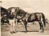 stallion Riffal 1936 ox (Arabian thoroughbred, 1936, from Naufal 1916 ox)