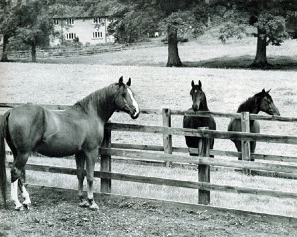 stallion General Grant 1945 ox (Arabian thoroughbred, 1945, from Raktha 1934 ox)