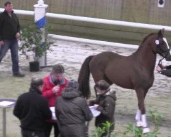 dressage horse Der kleine Donner 2 (German Riding Pony, 2009, from Der Kleine Donnerhall W)