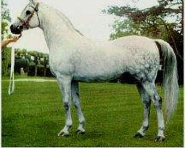stallion Raktha 1934 ox (Arabian thoroughbred, 1934, from Naseem 1922 ox)
