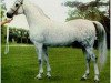 stallion Raktha 1934 ox (Arabian thoroughbred, 1934, from Naseem 1922 ox)