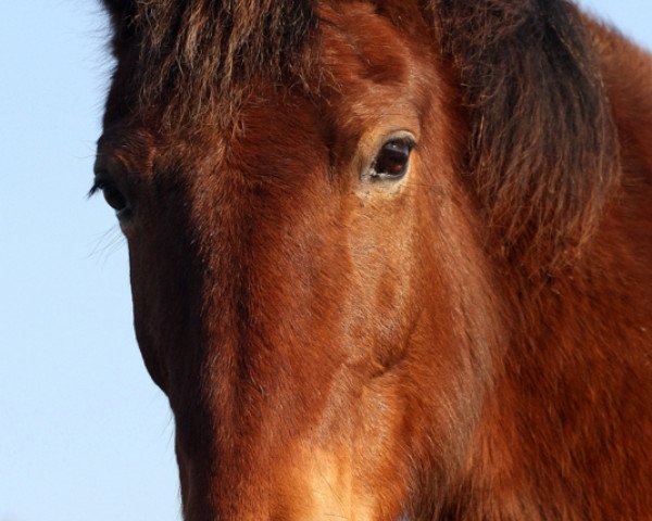 Pferd Prinz (Schweres Warmblut, 1993, von Eschenbach)