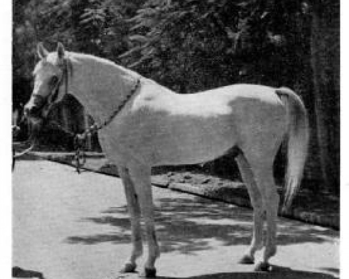 Deckhengst Ibn Fakhri Korayem 1952 EAO (Vollblutaraber, 1952, von Nazeer 1934 RAS)