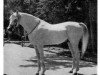 stallion Ibn Fakhri Korayem 1952 EAO (Arabian thoroughbred, 1952, from Nazeer 1934 RAS)