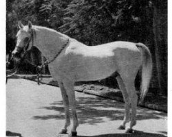 stallion Ibn Fakhri Korayem 1952 EAO (Arabian thoroughbred, 1952, from Nazeer 1934 RAS)