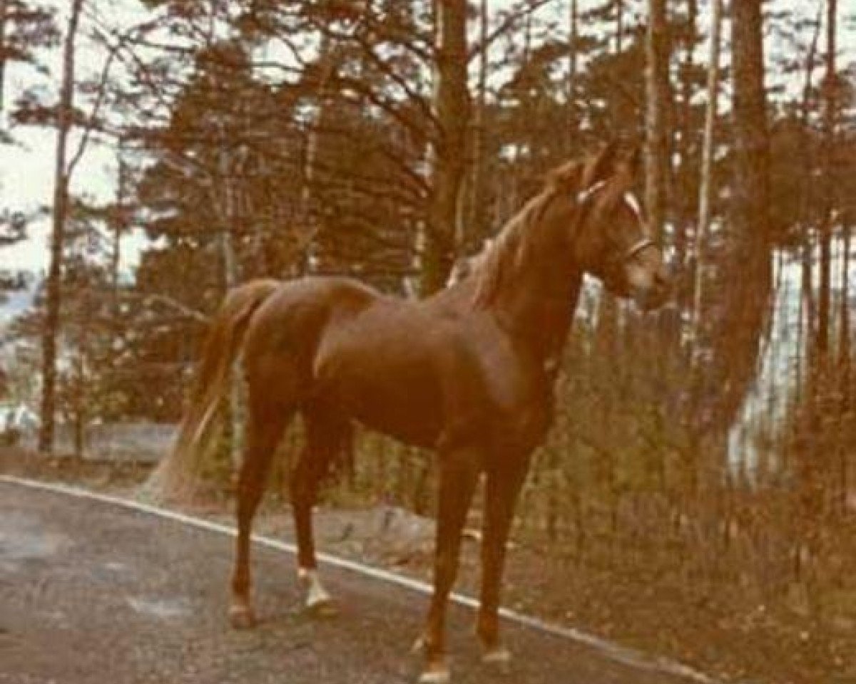 Deckhengst Ibn Mahasin 1965 ox (Vollblutaraber, 1965, von Ibn Fakhri Korayem 1952 EAO)