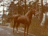 stallion Ibn Mahasin 1965 ox (Arabian thoroughbred, 1965, from Ibn Fakhri Korayem 1952 EAO)