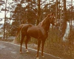 stallion Ibn Mahasin 1965 ox (Arabian thoroughbred, 1965, from Ibn Fakhri Korayem 1952 EAO)