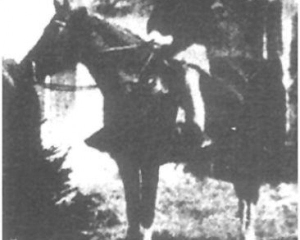 Zuchtstute Rijma 1911 ox (Vollblutaraber, 1911, von Rijm 1901 ox)