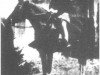 broodmare Rijma 1911 ox (Arabian thoroughbred, 1911, from Rijm 1901 ox)