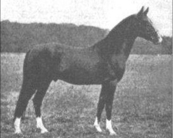 Deckhengst Razaz 1907 ox (Vollblutaraber, 1907, von Astraled 1900 ox)