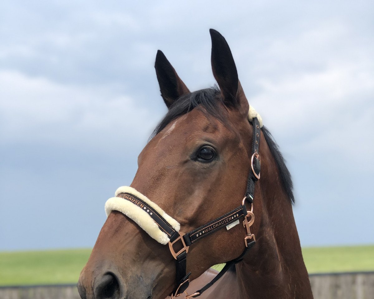 Pferd Woodlands much History (Irish Sport Horse, 2014, von Mutazayid)