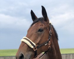 horse Woodlands much History (Irish Sport Horse, 2014, from Mutazayid)