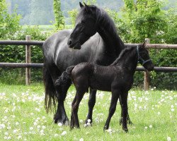 Zuchtstute Iky van de Demro Stables (Friese, 2010, von Doaitsen 420)