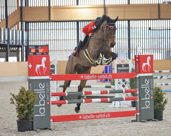 jumper Ture Af Oestra Hult (Swedish Warmblood, 2015, from Click And Cash 1155)