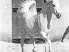 stallion Registan 1927 ox (Arabian thoroughbred, 1927, from Skowronek 1909 ox)