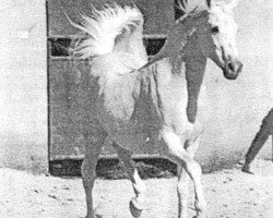 stallion Registan 1927 ox (Arabian thoroughbred, 1927, from Skowronek 1909 ox)