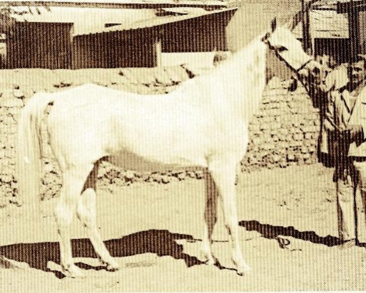 broodmare Mahasin 1942 ox (Arabian purebred, 1942, from Sheikh el Arab 1933 RAS)